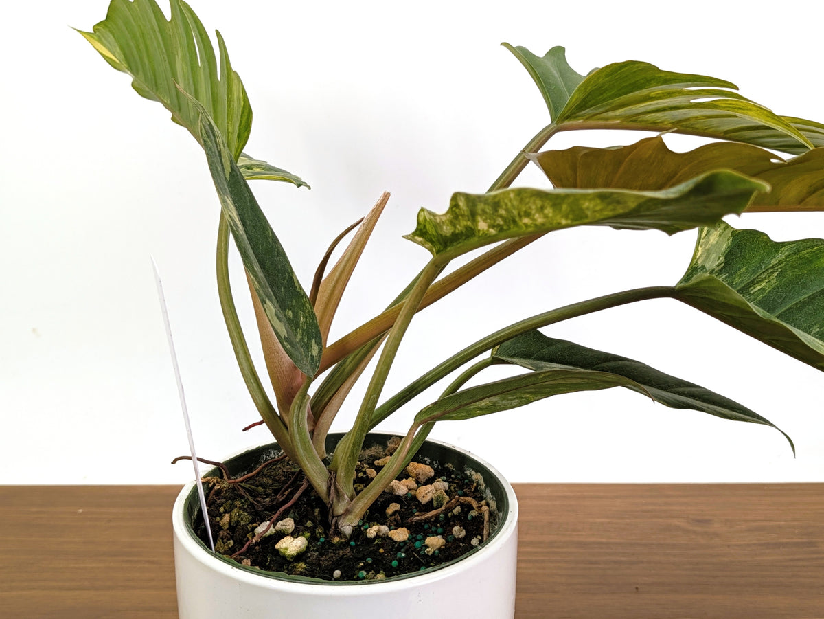 Philodendron Caramel Marble Variegated XXL Exact Plant #36A