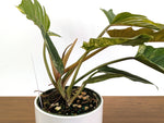 Philodendron Caramel Marble Variegated XXL Exact Plant #36A