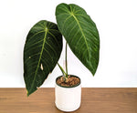 Anthurium Warocqueanum x Waterburyanum - XL Exact Plant 6" Pot #19A
