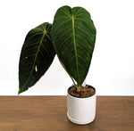 Anthurium Warocqueanum x Waterburyanum - XL Exact Plant 6" Pot #19A