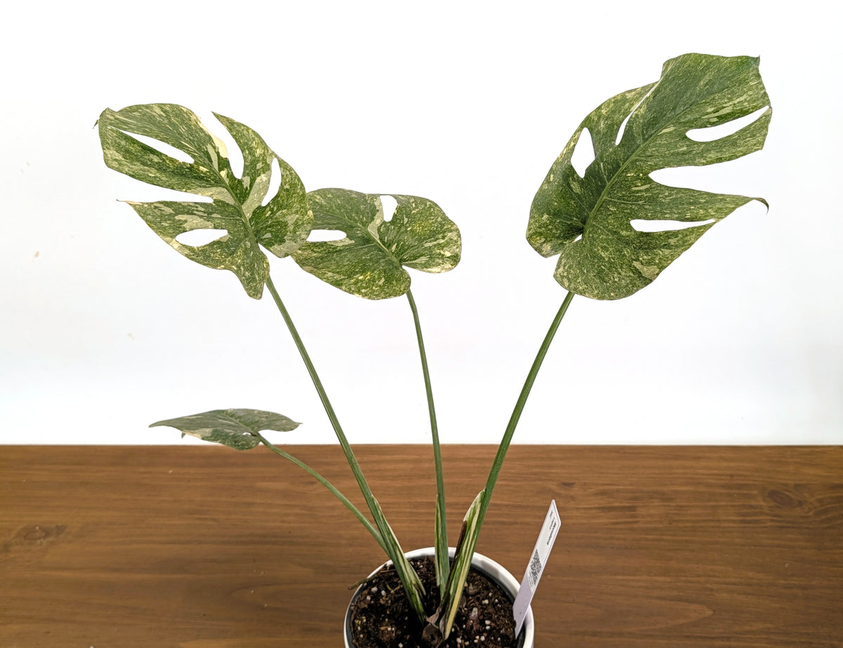 Monstera Legacy 6" Pot Exact Plant #36C
