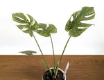Monstera Legacy 6" Pot Exact Plant #36C