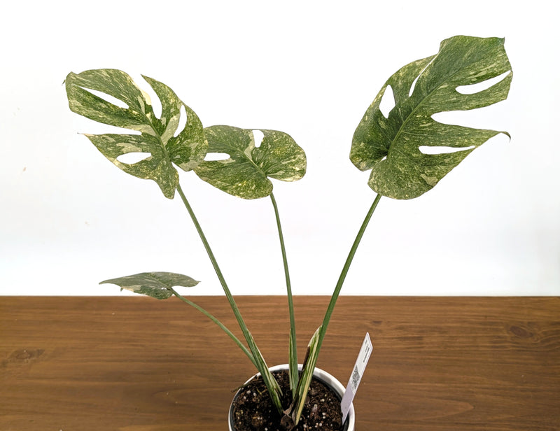 Monstera Legacy 6" Pot Exact Plant #36C