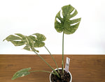 Monstera Legacy 6" Pot Exact Plant #36C