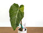 Philodendron Glorimax Thai Variegated - Exact Plants 6" Pots (gloriosum x maximum)