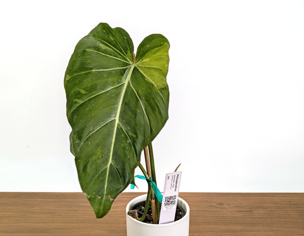 Philodendron Glorimax Thai Variegated - Exact Plants 6" Pots (gloriosum x maximum)
