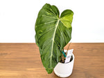 Philodendron Glorimax Thai Variegated - Exact Plants 6" Pots (gloriosum x maximum)