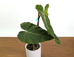 Philodendron Glorimax Thai Variegated - Exact Plants 6" Pots (gloriosum x maximum)