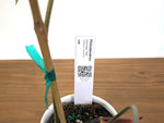 Philodendron Glorimax Thai Variegated - Exact Plants 6" Pots (gloriosum x maximum)
