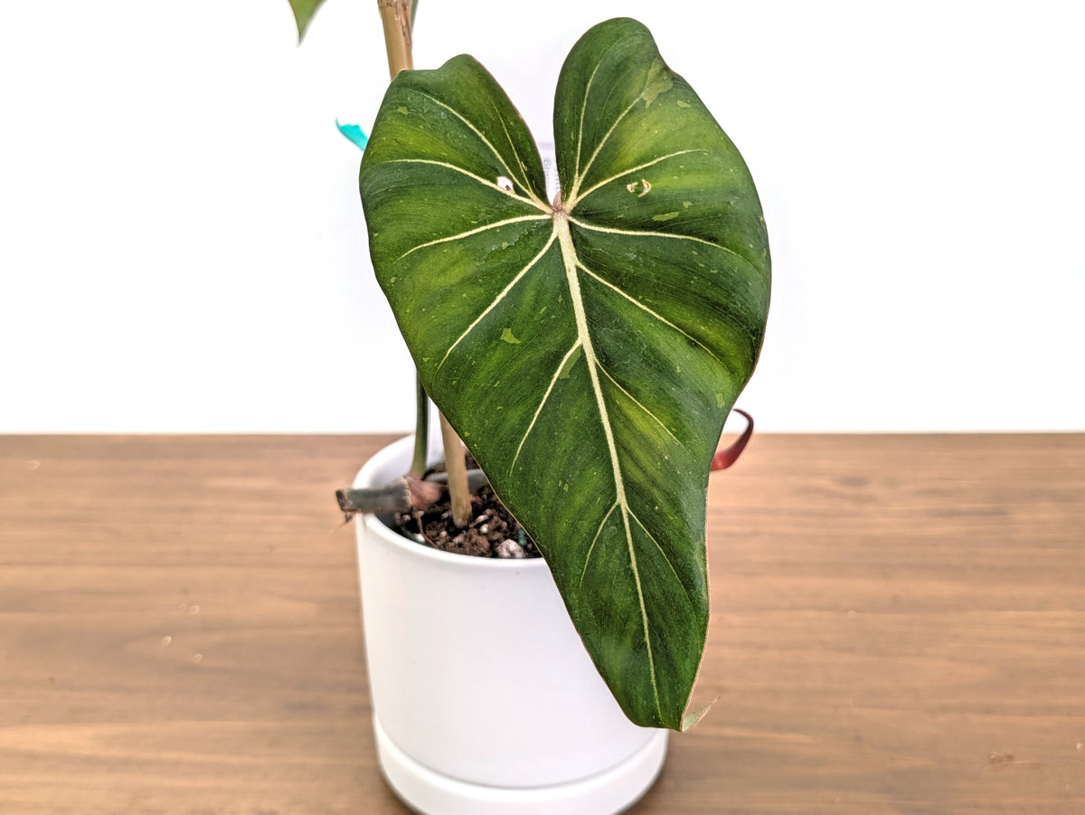 Philodendron Glorimax Thai Variegated - Exact Plants 6" Pots (gloriosum x maximum)