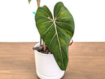 Philodendron Glorimax Thai Variegated - Exact Plants 6" Pots (gloriosum x maximum)