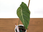 Philodendron Glorimax Thai Variegated - Exact Plants 6" Pots (gloriosum x maximum)