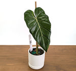 Philodendron Glorimax Thai Variegated - Exact Plants 6" Pots (gloriosum x maximum)