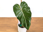 Philodendron Glorimax Thai Variegated - Exact Plants 6" Pots (gloriosum x maximum)
