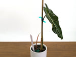 Philodendron Glorimax Thai Variegated - Exact Plants 6" Pots (gloriosum x maximum)