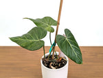 Philodendron Glorimax Thai Variegated - Exact Plants 6" Pots (gloriosum x maximum)