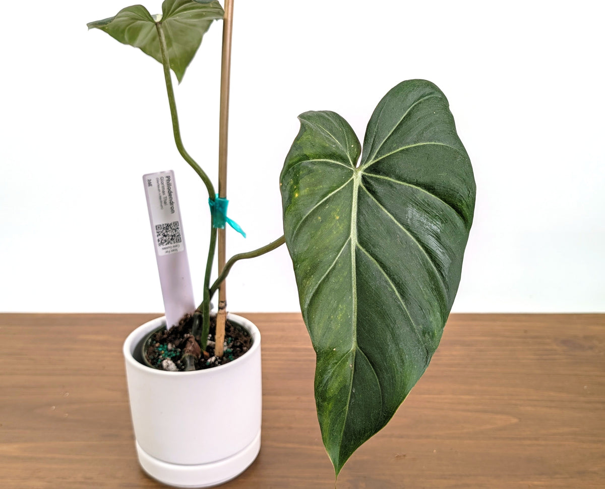 Philodendron Glorimax Thai Variegated - Exact Plants 6" Pots (gloriosum x maximum)