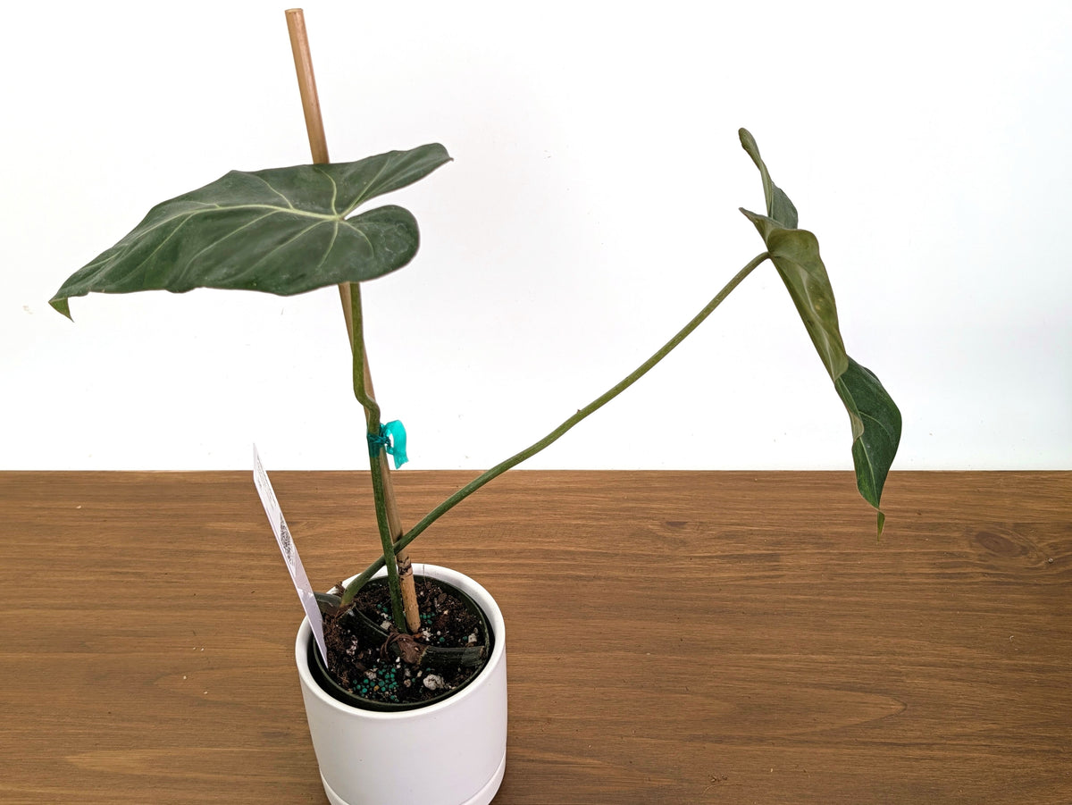 Philodendron Glorimax Thai Variegated - Exact Plants 6" Pots (gloriosum x maximum)