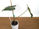 Philodendron Glorimax Thai Variegated - Exact Plants 6" Pots (gloriosum x maximum)