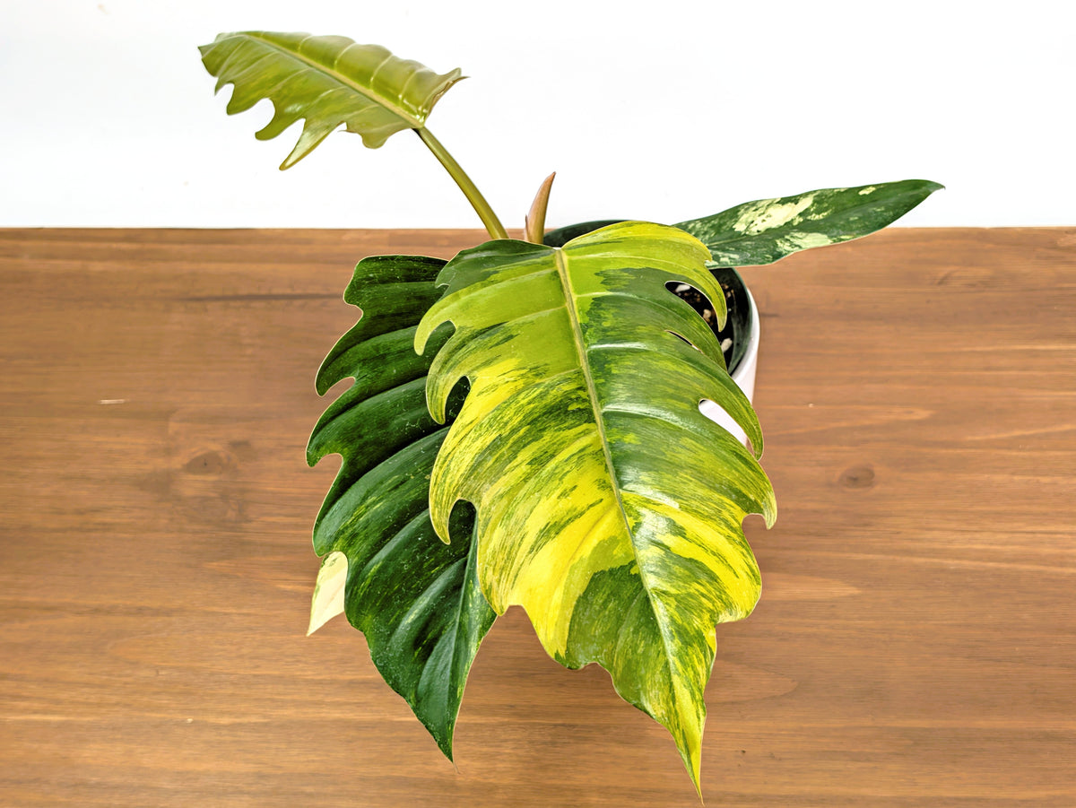 Philodendron Caramel Marble Variegated
