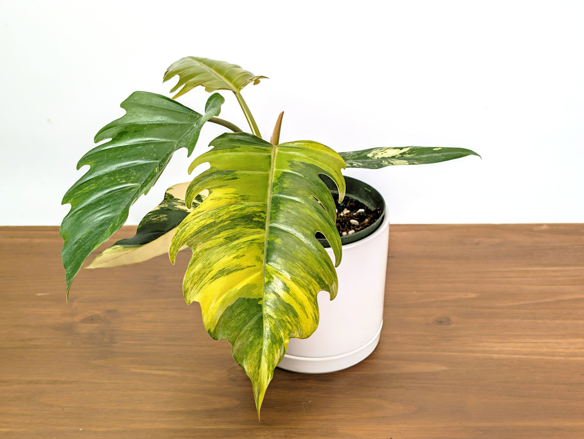 Philodendron Caramel Marble Variegated