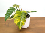 Philodendron Caramel Marble Variegated