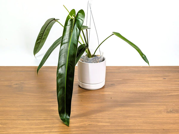 Philodendron Amazon Spirit 'Narrow Form'