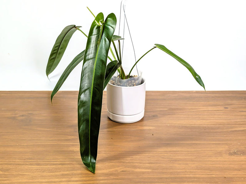 Philodendron Amazon Spirit 'Narrow Form'