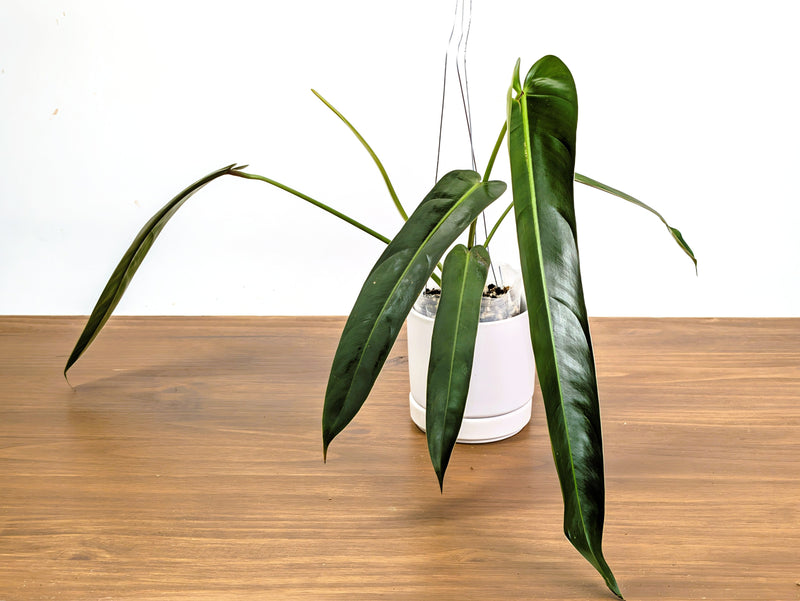 Philodendron Amazon Spirit 'Narrow Form'