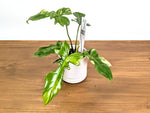 Philodendron Florida Beauty x Mayoi Variegated - Exact Plant #39A in 4" Pot