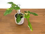 Philodendron Florida Beauty x Mayoi Variegated - Exact Plant #39A in 4" Pot