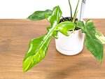Philodendron Florida Beauty x Mayoi Variegated - Exact Plant #39A in 4" Pot
