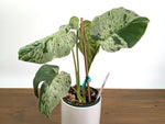 Monstera Vietciosa - 6" Pot (Exact Plant Pictured) #39A