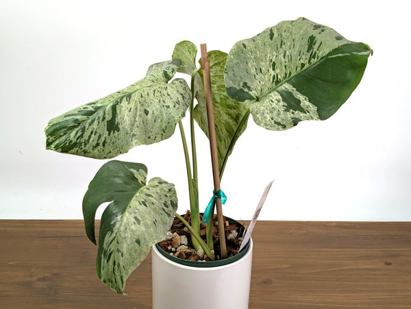 Monstera Vietciosa - 6" Pot (Exact Plant Pictured) #39A