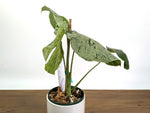 Monstera Vietciosa - 6" Pot (Exact Plant Pictured) #39A