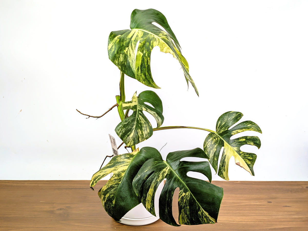 Monstera Aurea Tricolor (Exact Plant Pictured) #29C in 6" Pot