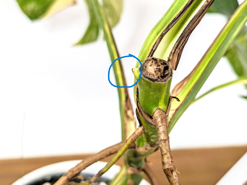 Monstera Aurea Tricolor (Exact Plant Pictured) #29C in 6" Pot