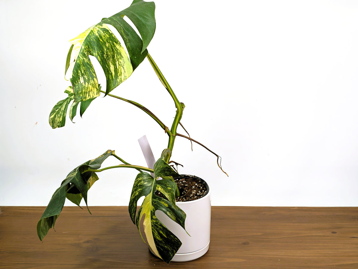 Monstera Aurea Tricolor (Exact Plant Pictured) #29C in 6" Pot