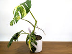 Monstera Aurea Tricolor (Exact Plant Pictured) #29C in 6" Pot
