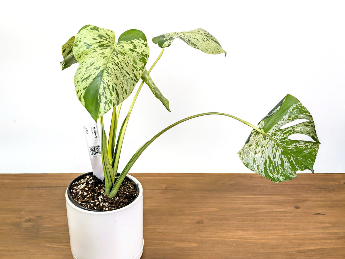 Monstera Vietciosa - 6" Pot (Exact Plant Pictured) #39A