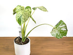 Monstera Vietciosa - 6" Pot (Exact Plant Pictured) #39A