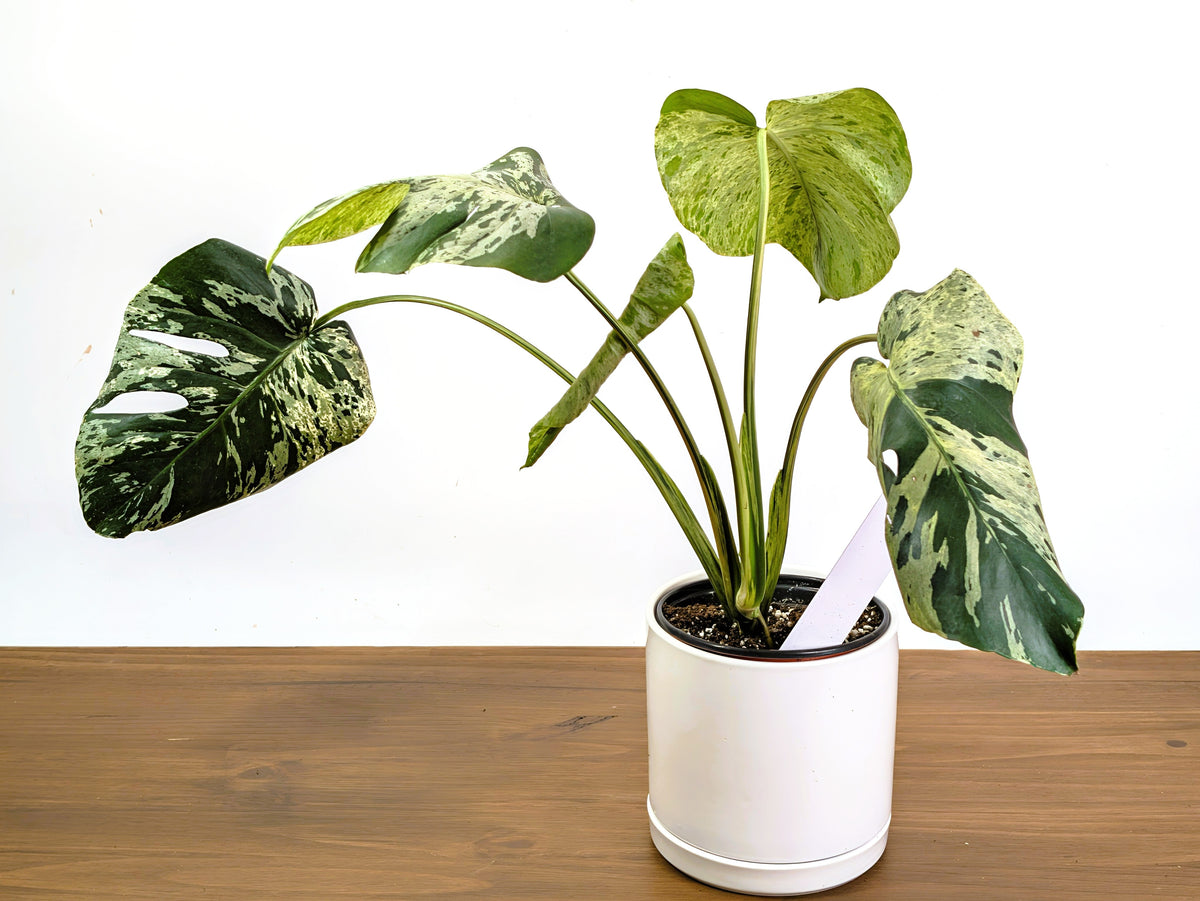 Monstera Vietciosa - 6" Pot (Exact Plant Pictured) #39A