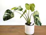 Monstera Vietciosa - 6" Pot (Exact Plant Pictured) #39A