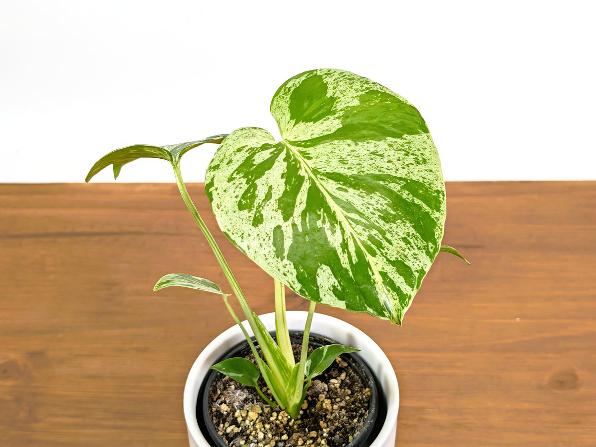 Monstera Bulbasaur