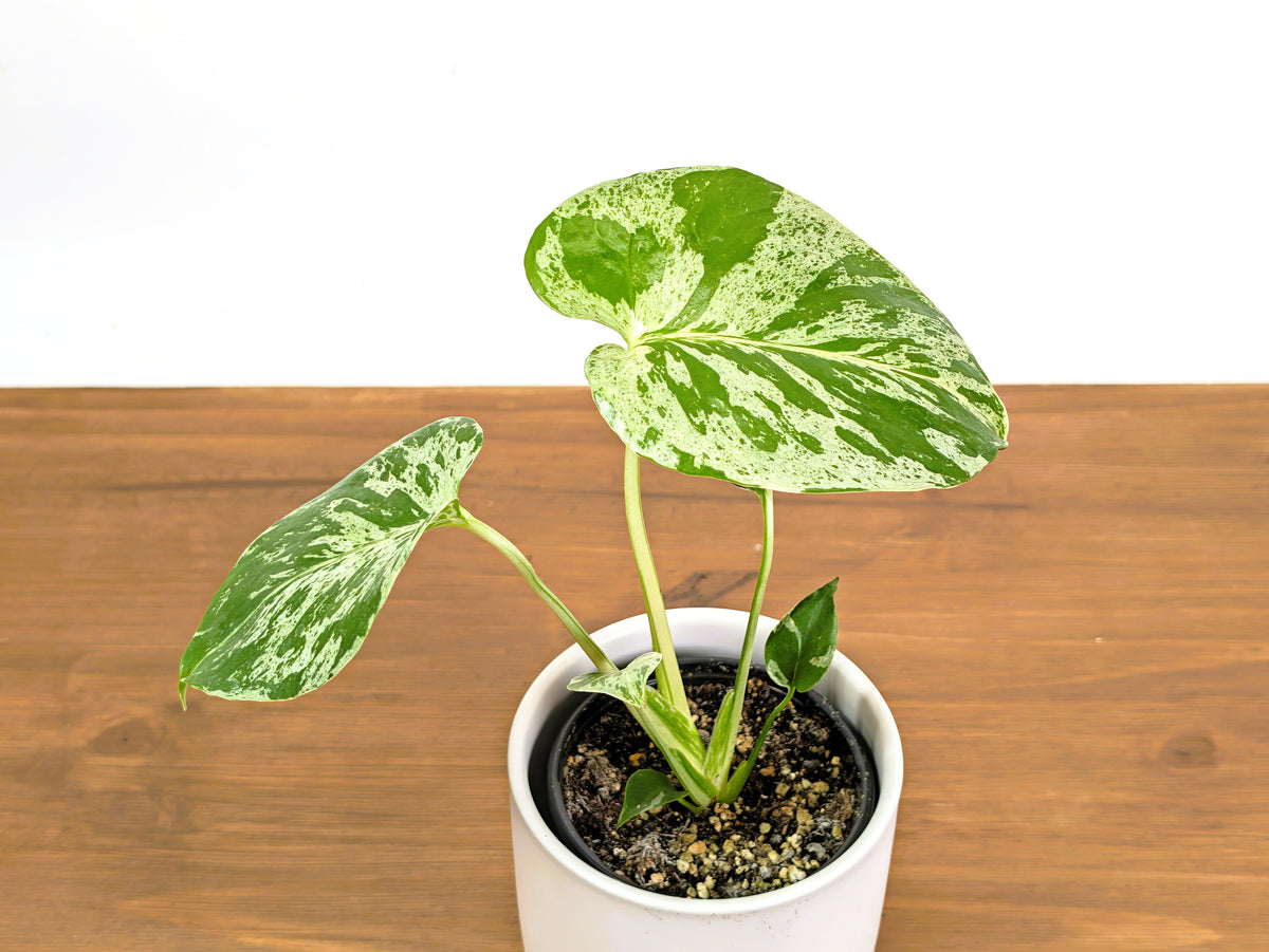 Monstera Bulbasaur