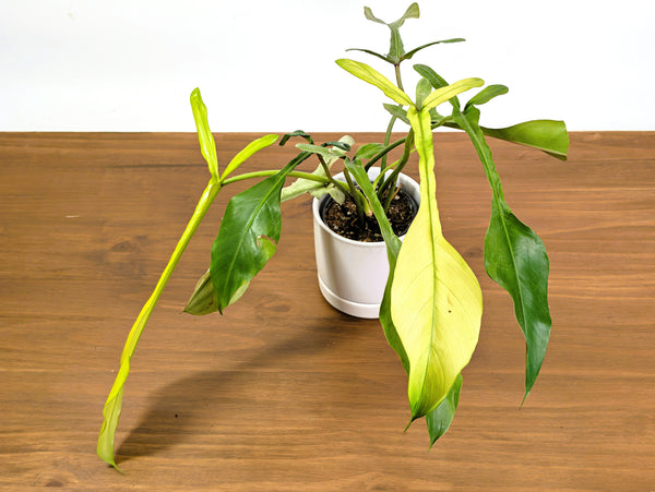 Philodendron Joepii Mint Variegated (Exact Plant 4" Pot #21D)