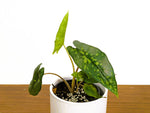 Alocasia Shattered Glass