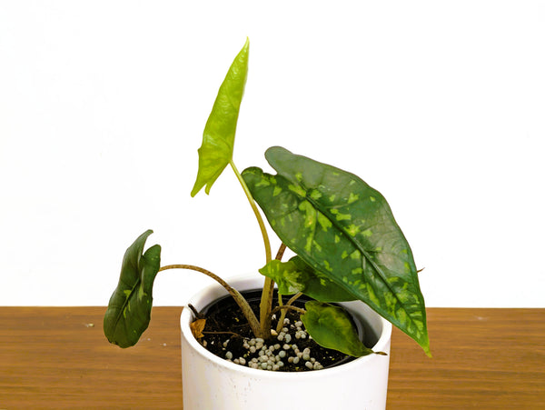 Alocasia Shattered Glass