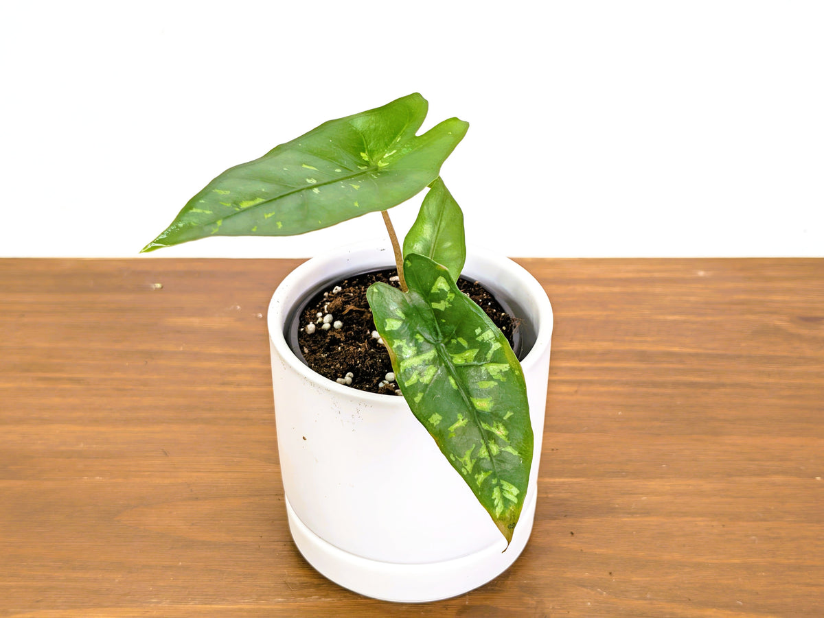 Alocasia Shattered Glass
