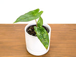 Alocasia Shattered Glass